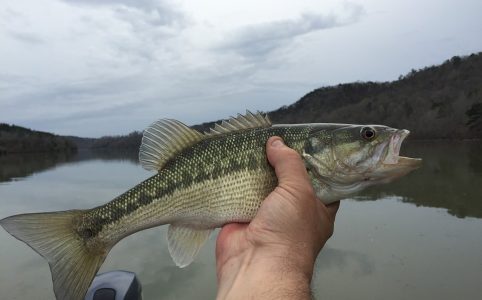 Best States in the Country to go Bass Fishing