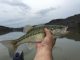 Best States in the Country to go Bass Fishing